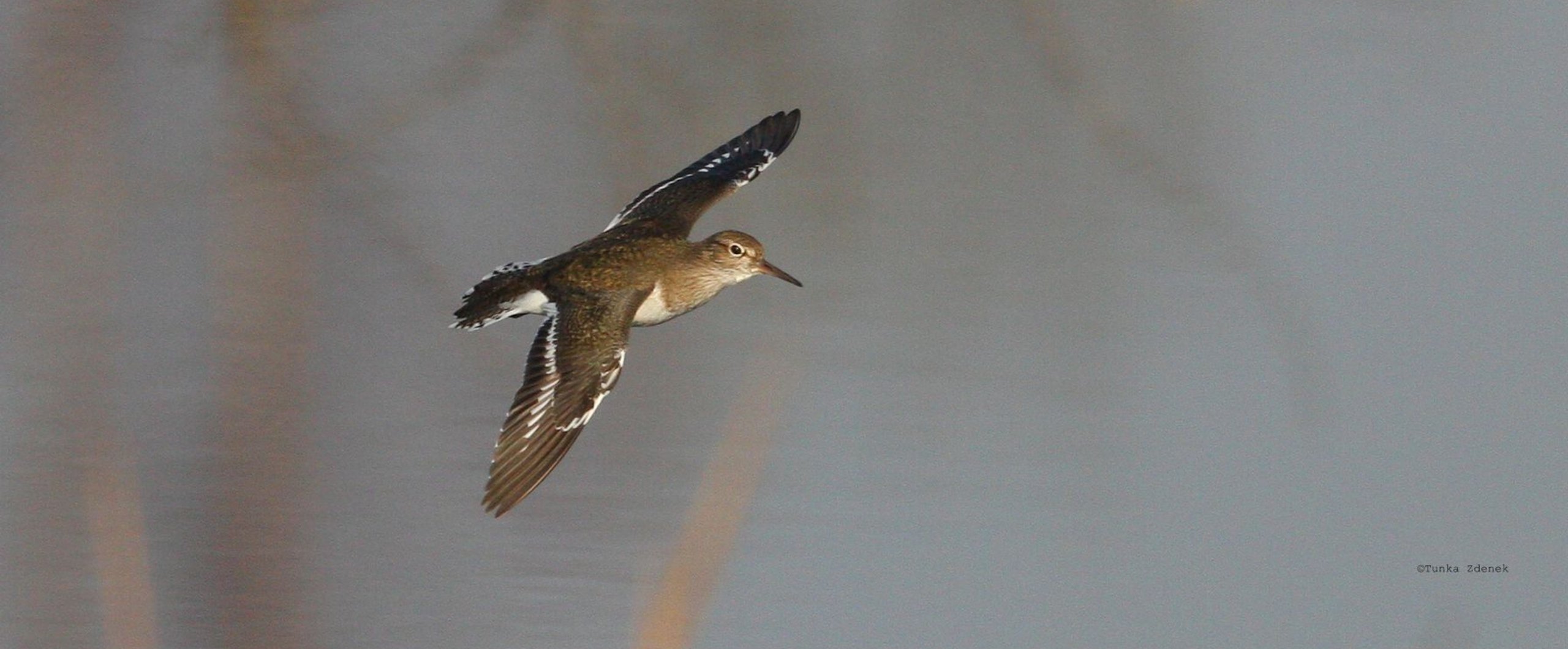 common sandpiper in flight