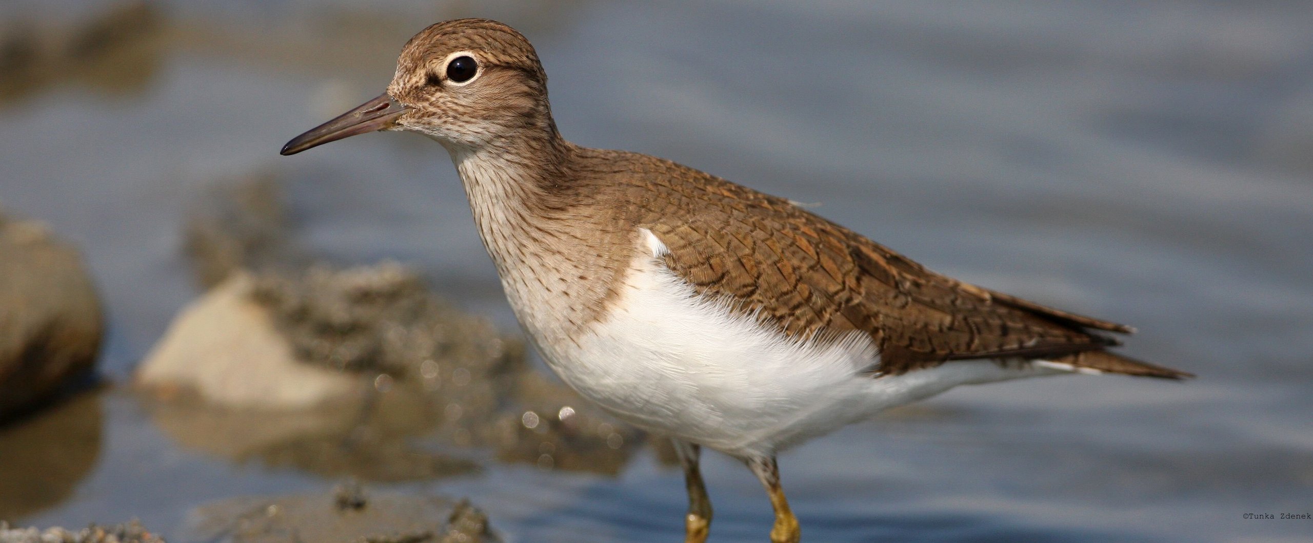 common sandpiper