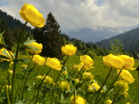 Trollblume in Oberstdorf